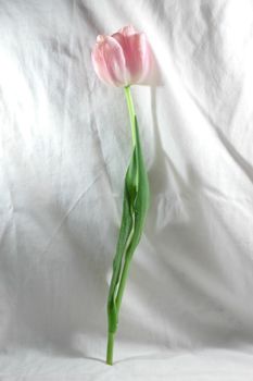 pink tulip flower