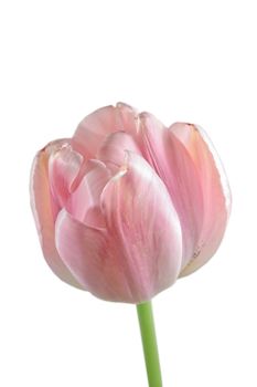 isolated pink tulip flower