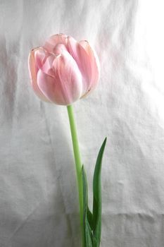 half pink tulip flower