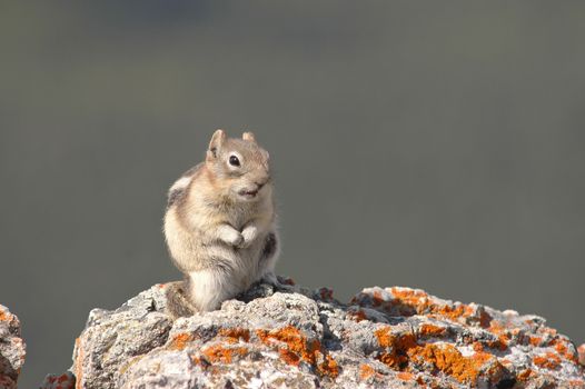 Chipmunk on the rock