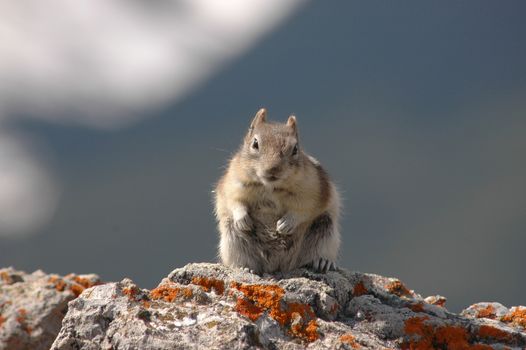 Cute chipmunk