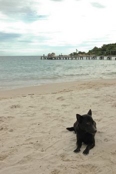 Black dog sitting on a warm sunny beach