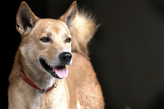 Thai brown dog with red collar