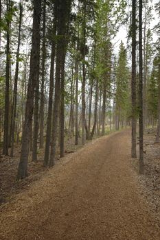 Autumn forest passage