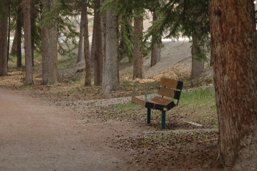 a lonely chair in autumn forest