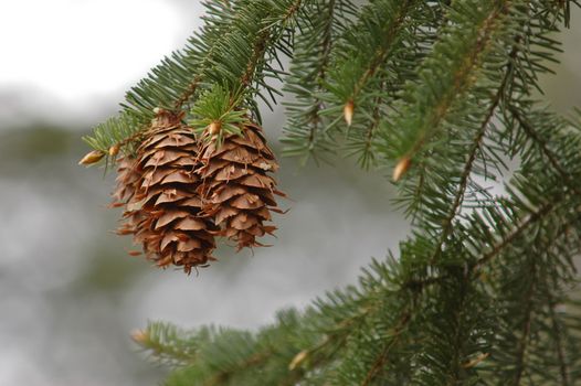 pine cone in a forest