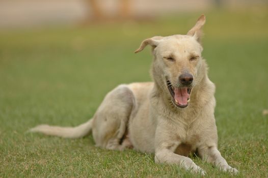 Laughhing dog on grass