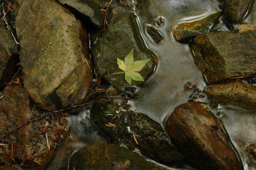 Green maple leaf on cold river