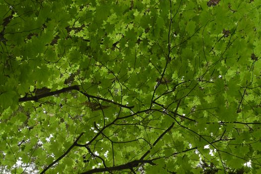 early autumn maple