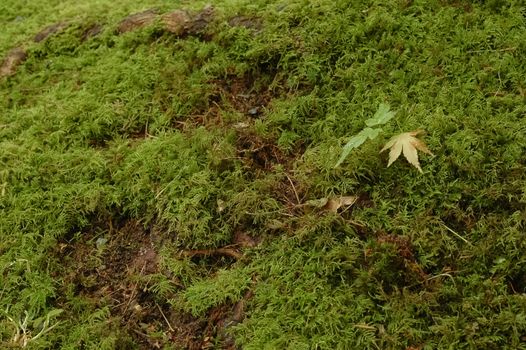 maple leaf on mossy grass