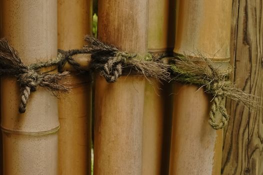 tight knot on bamboo
