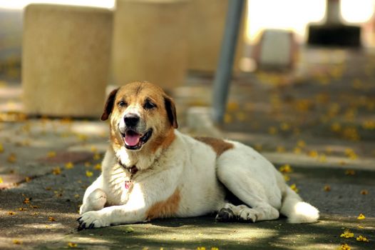 white dog smile and happy