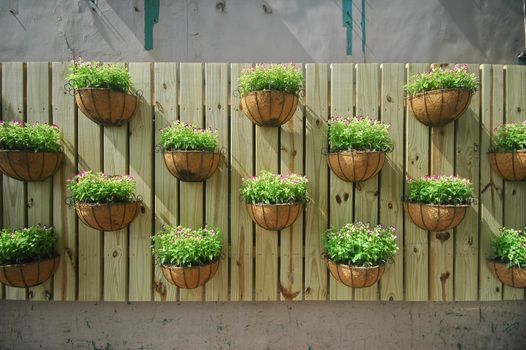 growing plants on a wooden wall