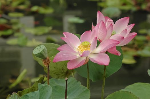 pink lotus water lily