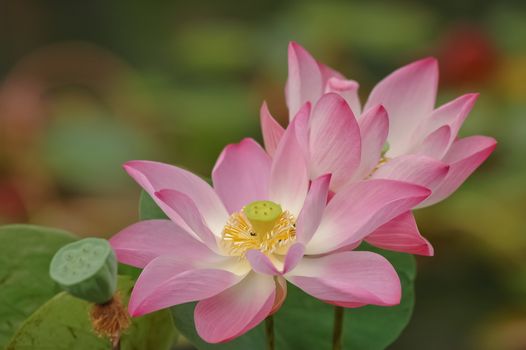 pink lotus is blooming