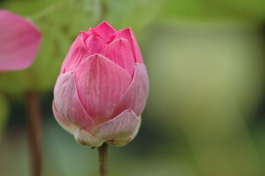 close up of pink lotus bud