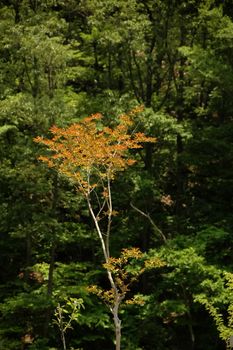 red maple tree among green forest