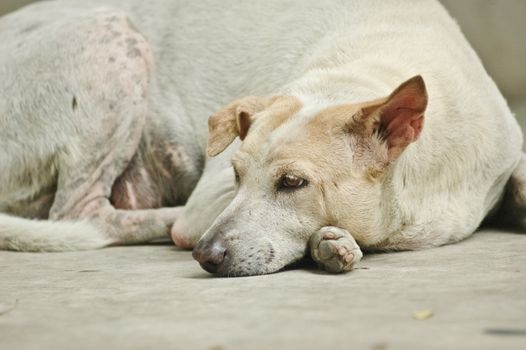 sleepy white dog