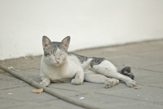 sleepy street cat laying down