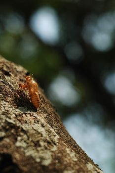 cricket shell on bark