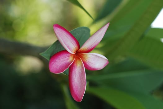 red plumeria flower