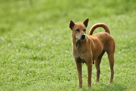 Thai dog happily stands on green grassy lawn