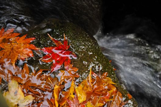 Maple leaves and water fall in Japan Autumn