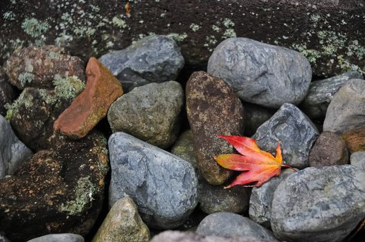 Red maple leafe on river stones and mossy background