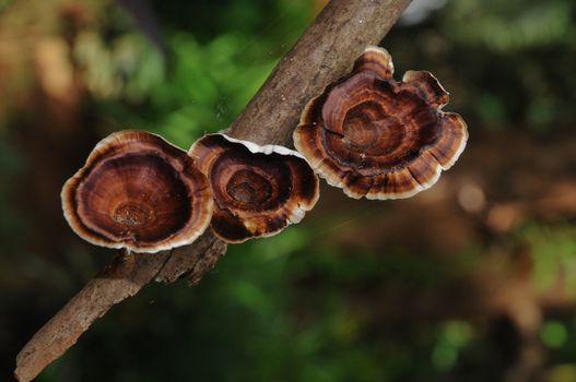 Brown dried hanging mushrooms in Autumn forest