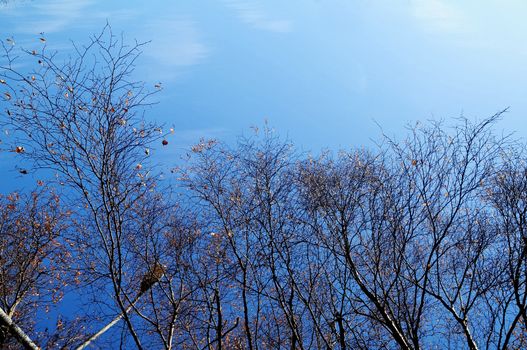 Blue sky and dark tree branches in Winter in Hobart Tasmania Australia