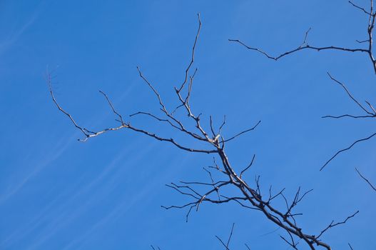 Lonely blue sky with dark branch in Winter in Hobart Tasmania Australia