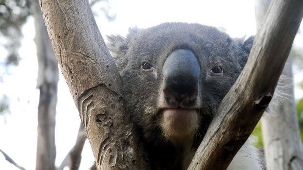 Koala is getting bored in Australia