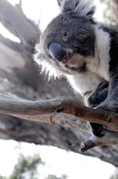 Curious koala on a gum tree branch in Australia