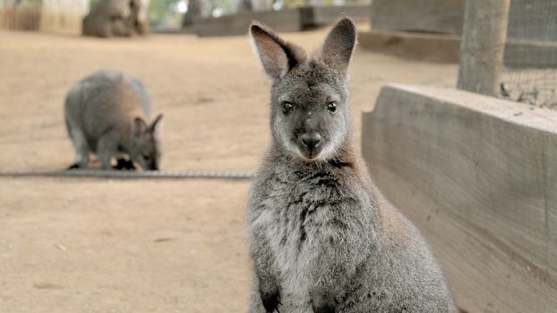 Cute wallaby staring with confused face