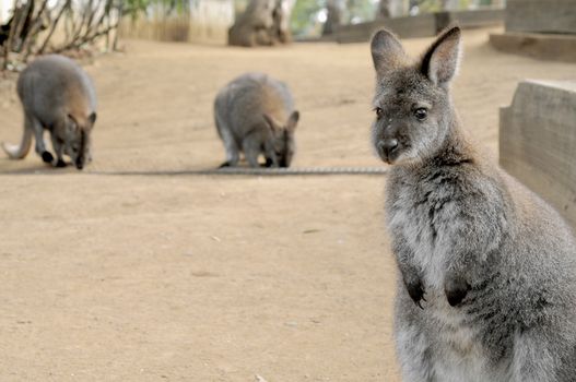 Wallabies standing and eating in Australia