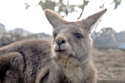 Brown kangaroo looks up