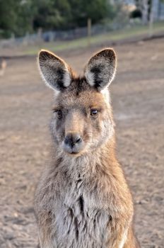 Portrait of Australian brown Kangaroo