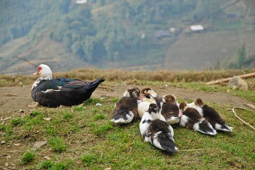 Ducks on top of Lao Cai mountain in Vietnam