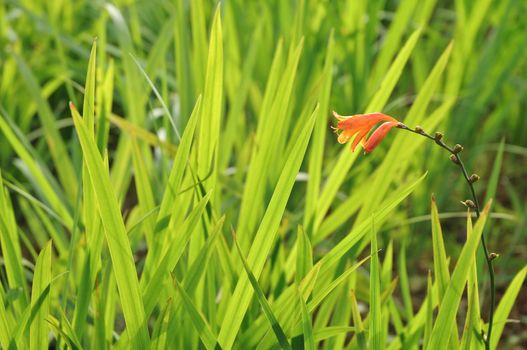 beautiful orange flower and meadow green grasses