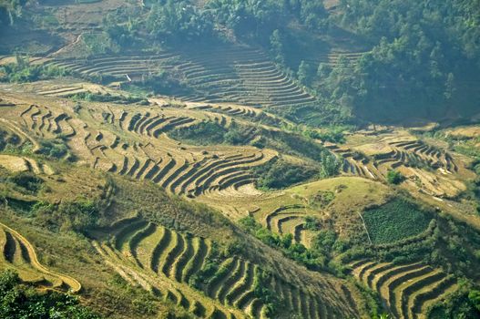 Rice farming with farmer cabin on Vietnam mountain