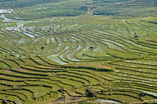 Rice farming with farmer cabin on Vietnam mountain