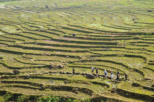 Travelers walking across green rice fields on mountains in Northern Vietnam