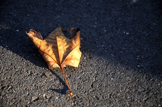 Golden maple leaf lying down on asphalt road