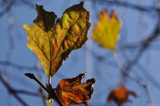 Golden maple leaves and blue sky in Autumn