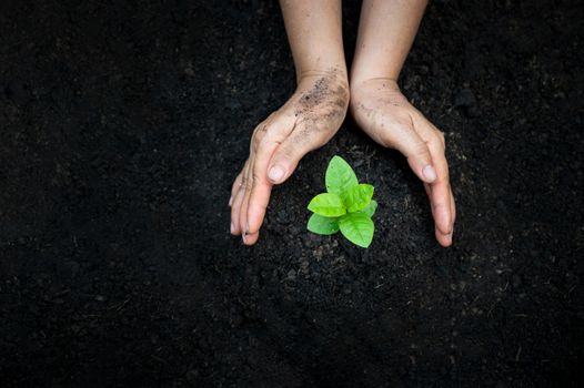 hand Watering plants tree mountain green Background Female hand holding tree on nature field grass Forest conservation concept