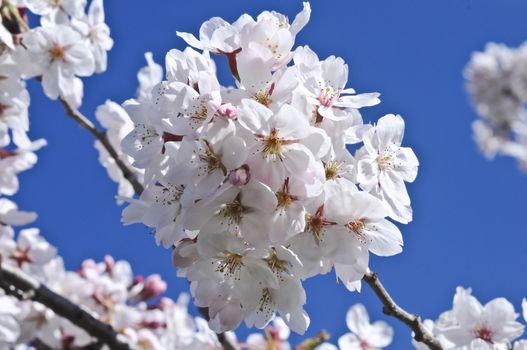 White Cherry Blossom blooming