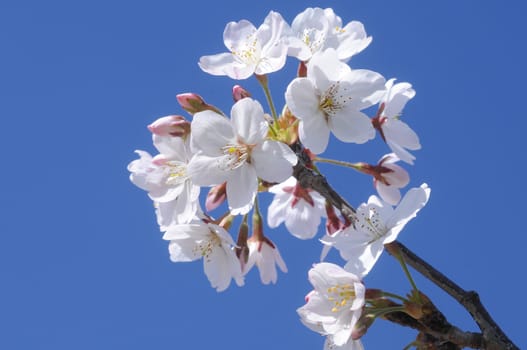 Japanese white Sakura flowers and blue sky