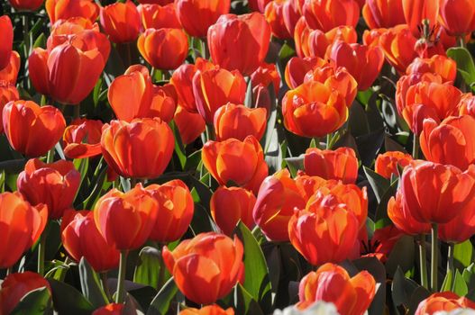 Red blooming tulips