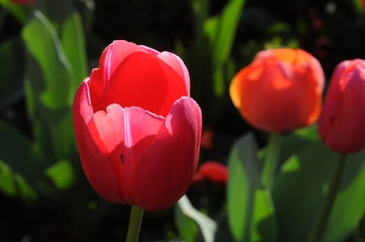 Red tulip in bright summer light