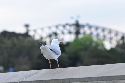 Seagull standing near Sydney harbour bridge